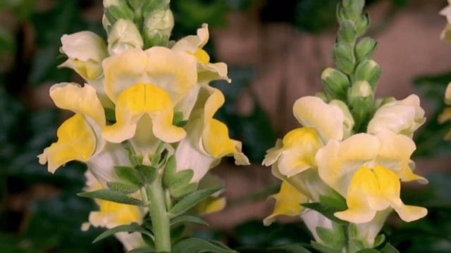 Футаж полевые цветы