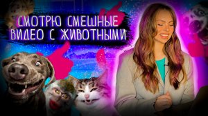 САМЫЕ СТАЛЬНЫЕ ЯЙЦА ЖИВОТНОГО МИРА | СМОТРЮ ВИДЕО-ПРИКОЛЫ С ЖИВОТНЫМИ | ЩЕНЯЧИЙ ПАТРУЛЬ