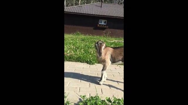 Козочка породы Ламанча