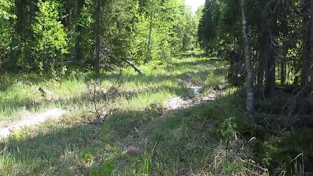 Движение мотобуксировщика летом-21 (май 2010) смотреть онлайн