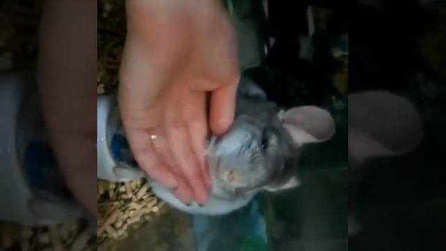 Шиншилла. Ручная шиншилла. Как приучить шиншиллу.