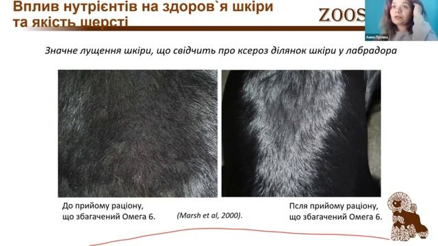 15.10. Breeder expert. Анна Пугіна. Грумінг собак смотреть онлайн