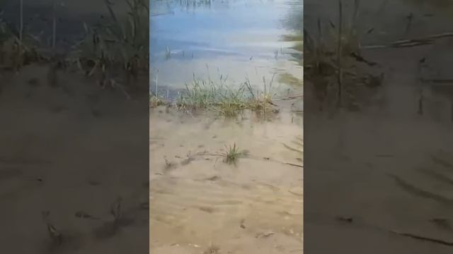 Диалоги о Рыбалке)