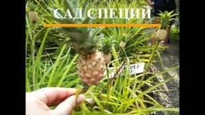 Обзор отеля Long Beach 4  Шри - Ланка