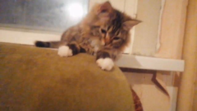 Полосатый котяра ¦¦ Авито в описании смотреть онлайн