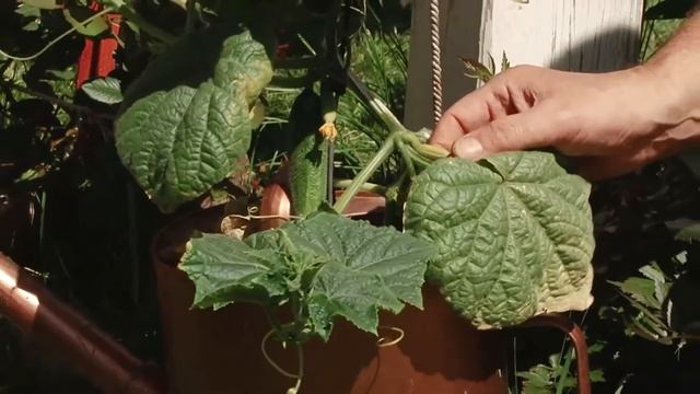 Почему у балконного огурца желтеют плоды и не развиваются смотреть онлайн