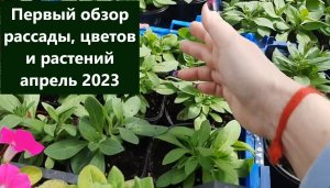 Обзор рассады цветов и растений апрель 2023. Украшаю свой сад и горшечную зону.