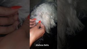 Топ на повседневку. Распутывание колтунов у мальтезе.