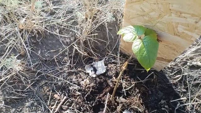 Катальпа Прекрасная (Великолепная или Северная) из семян. Часть четвертая, лето 2023. смотреть онлайн