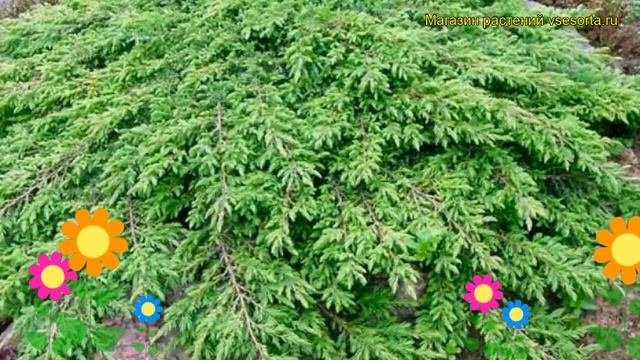 Можжевельник обыкновенный Грин карпет. Краткий обзор, описание Juniperus Communis Green Carpet