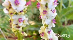 calm journey into the realm of  beautiful wedding candle flowers, nettle-leaved mullein tour