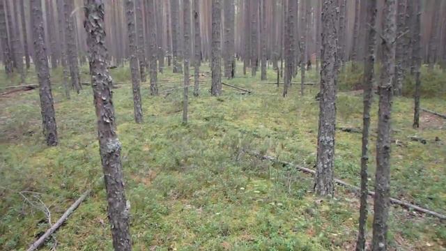 Забытые способы ориентирования. По лишайникам