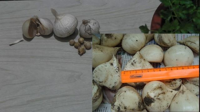 РОКАМБОЛЬ  И  АНЗУР  ОПИСАНИЕ  И РАЗЛИЧИЕ . ПРИЧЕСНОЧНЫЙ  ЛУК И ЛУК  СУВОРОВА .