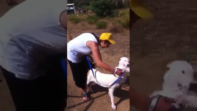 Dog walking in Spain смотреть онлайн
