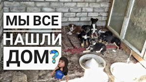 Последнее видео про 13 бездомных щенят