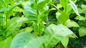 Как сделать почву нейтральной?