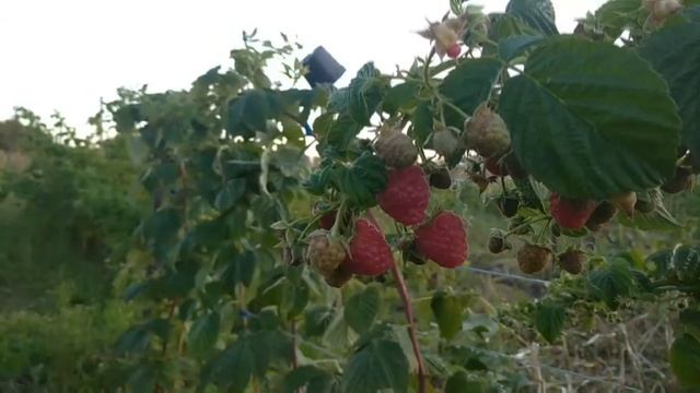 Малина Маравілла. Відгук з Черкащини смотреть онлайн