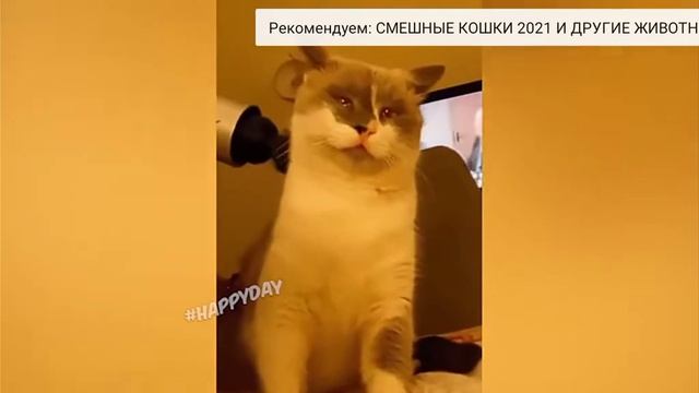 Зверюшки веселушки