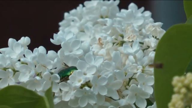 Лучшие сорта сирени.The best varieties of lilac смотреть онлайн