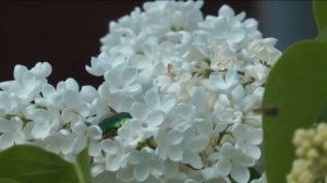 Лучшие сорта сирени.The best varieties of lilac