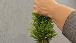 стрижка Кипарисовика (шарик на ножке)!