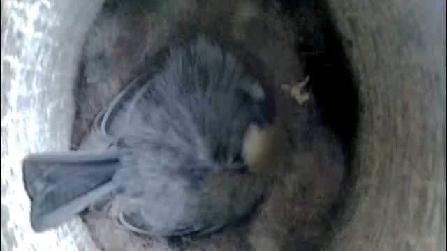 2021-05-11 19:16 Прошел второй день высиживания яиц. Синица спит. смотреть онлайн