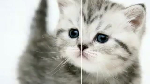 Котята щенки песня непохожие