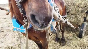 ЛОШАДИ/ перевозим сено