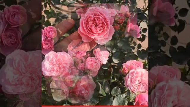 Rose Bailando Tantau 2008 флорибунда компактная сильный имунитет обильная ❗❗❗Обильноцветущая ❤?? смотреть онлайн