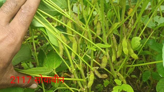 2117 सोयाबीन की संपूर्ण जानकारी कितना उत्पादन देती है смотреть онлайн