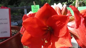 Naranja  Amaryllis Hippeastrum
