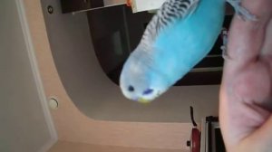 Стич котик, Стич мальчик, Стич пуська