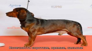 Альпийская таксообразная гончая (Альпийский таксообразный бракк)