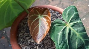 Anthurium Dorayaki