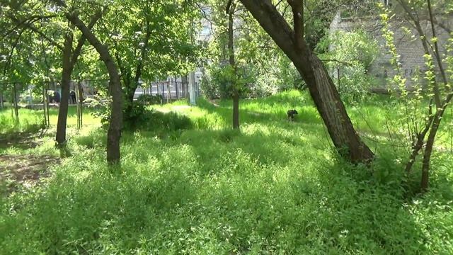 Вороненок! Тема: Нужно ли забирать птенца вороны? Гуляем с Никой смотреть онлайн