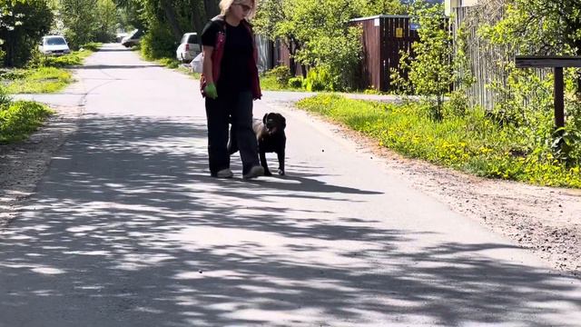 Школа для собак 🍀Клевер🍀. Дрессировка под ключ по курсу «УГС». Лабрадор Зара