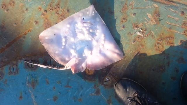 Рыба лиса смотреть онлайн