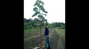 Павловния. Пао-Тонг Z-07, Шан-Тонг. Механическая подкопка