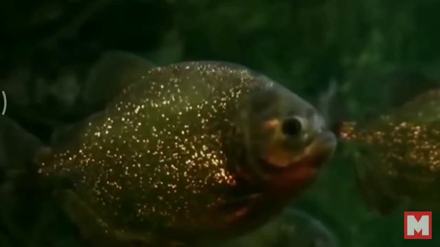 топ опасных животных