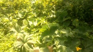 Какие медоносы цветут рядом?