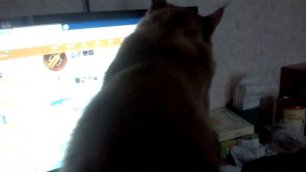 kitten washes the screen- котенок моет экран.