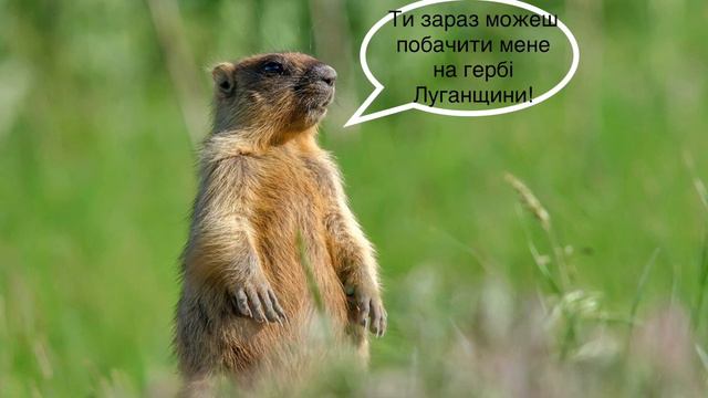 Цікаві факти про Бабаків l Про Бабаків смотреть онлайн