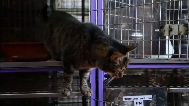 История из жизни одного кота смотреть онлайн