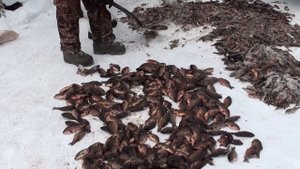 Северная подледка. Рыбалка на озере сочком???