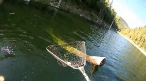 Хорошая щука на жерлицу. Саяно-Шушенское водохранилище.