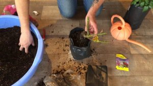 ПОСАДКА РОЗ ВЕСНОЙ. КАК Я САЖАЮ РОЗЫ В 5Л ПАКЕТЫ. САМЫЙ ПРОСТОЙ И НАДЁЖНЫЙ СПОСОБ. УКОРЕНЕНИЕ 100%