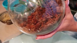 Можно ли выращивать антуриум в закрытой системе? Проверим это на практике.