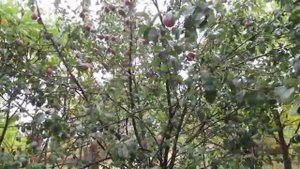 Дача. Яблоня "Имант". 01.10.2022.