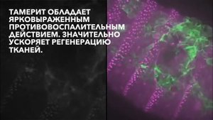 TAMERIT / ТАМЕРИТ