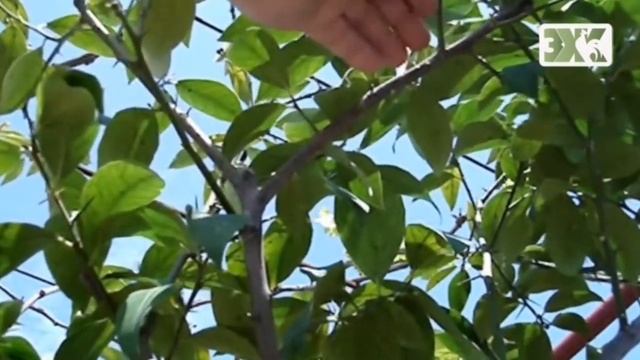 ВЫРАЩИВАНИЕ ДОМА ЦИТРУСОВЫХ - ЛУЧШИЕ СОВЕТЫ